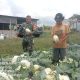 Babinsa Koramil 13/Purba Turun ke Ladang, Bantu Petani Panen Kol dan Perkuat Kebersamaan