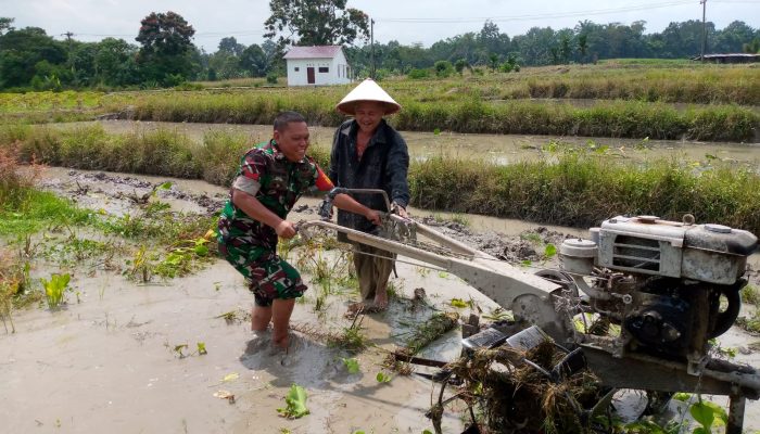 Babinsa Tiga Balata Turun ke Sawah, Bangun Semangat Petani di Marihat Dolok