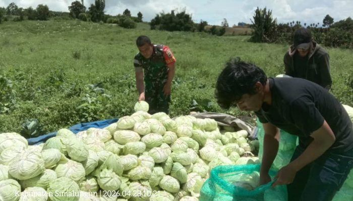 Panen Penuh Kebersamaan, Babinsa Turun Tangan Bantu Petani Kol di Saribudolok