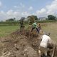 Sambut Musim Tanam, Babinsa dan Petani Siantar Selatan Gotong Royong Bersihkan Irigasi