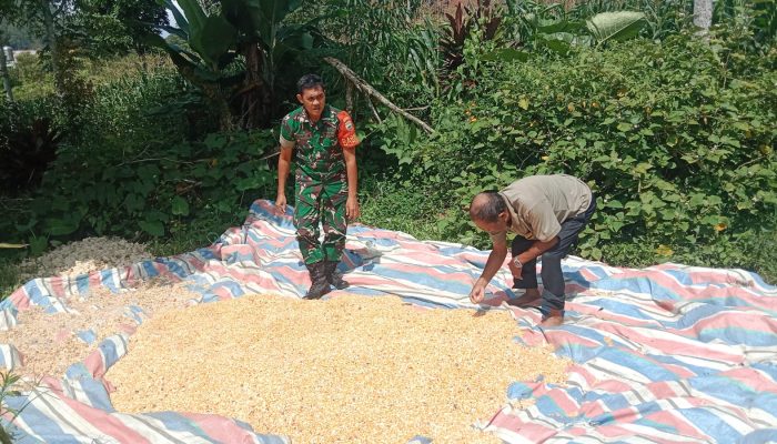 Babinsa Aktif Dampingi Petani, Wujud Nyata Kepedulian TNI di Simalungun