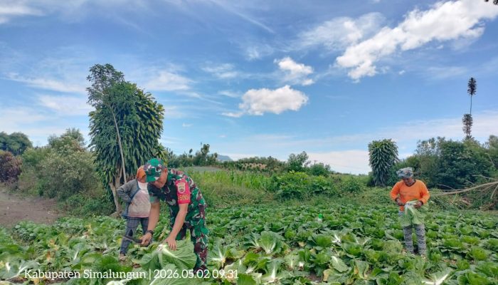 Babinsa dan Petani, Kebersamaan di Ladang Panen Sayur Ujung Saribu