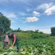 Babinsa dan Petani, Kebersamaan di Ladang Panen Sayur Ujung Saribu