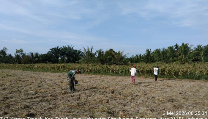 Hangatnya Komsos di Ladang, Babinsa dan Petani Bahjambi II Tanam Jagung Bersama