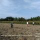Hangatnya Komsos di Ladang, Babinsa dan Petani Bahjambi II Tanam Jagung Bersama