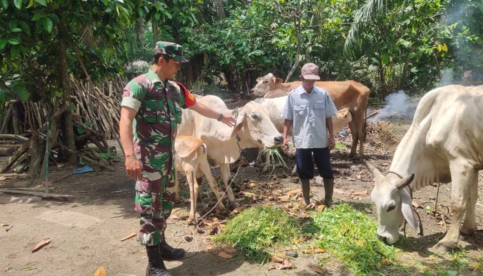 Babinsa Aktif Pantau Ternak Warga, Ajak Peternak Jaga Kesehatan Sapi di Bosar Maligas