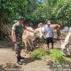 Babinsa Aktif Pantau Ternak Warga, Ajak Peternak Jaga Kesehatan Sapi di Bosar Maligas