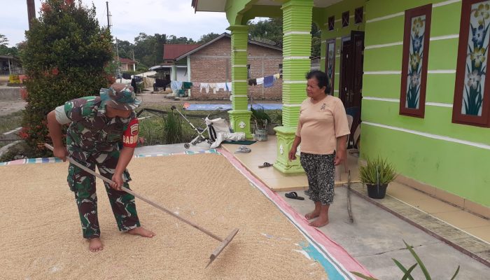 Hangatnya Kebersamaan di Panei Tonga, Babinsa Turun Tangan Bantu Warga Jemur Padi
