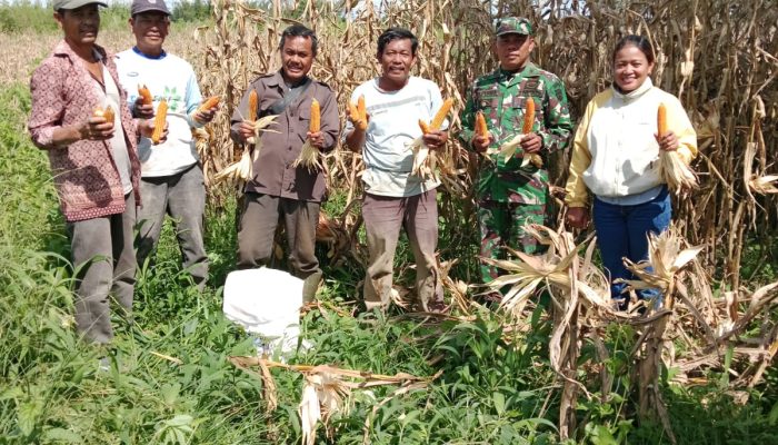 Panen Jagung BUMNag JAGIAH, Babinsa Raya Turun Langsung Dampingi Warga di Bangun Pane
