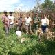 Panen Jagung BUMNag JAGIAH, Babinsa Raya Turun Langsung Dampingi Warga di Bangun Pane