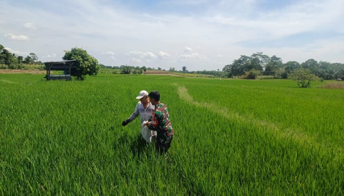 Setia Dampingi Petani dari Awal hingga Panen, Babinsa Tiga Balata Turun ke Sawah di Dolok Tomuan