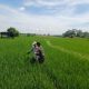 Setia Dampingi Petani dari Awal hingga Panen, Babinsa Tiga Balata Turun ke Sawah di Dolok Tomuan