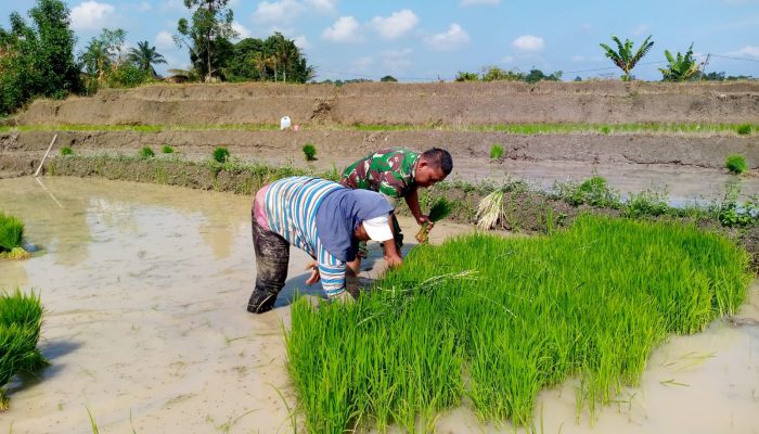 Babinsa Koramil 09/Tiga Balata Turun ke Sawah, Perkuat Ketahanan Pangan Bersama Petani