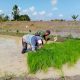 Babinsa Koramil 09/Tiga Balata Turun ke Sawah, Perkuat Ketahanan Pangan Bersama Petani