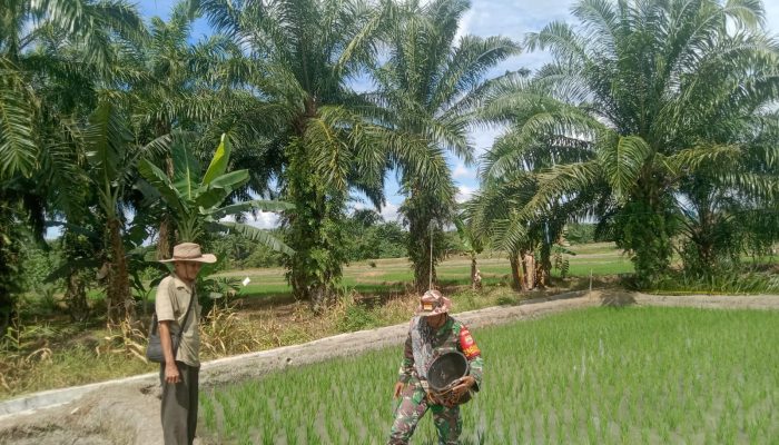 Babinsa Hadir di Tengah Petani, Tebar Semangat dan Perkuat Ketahanan Pangan