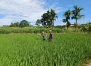Babinsa dan Petani Kompak Rawat Sawah, Wujud Nyata Kepedulian TNI untuk Rakyat