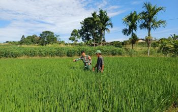 Babinsa dan Petani Kompak Rawat Sawah, Wujud Nyata Kepedulian TNI untuk Rakyat