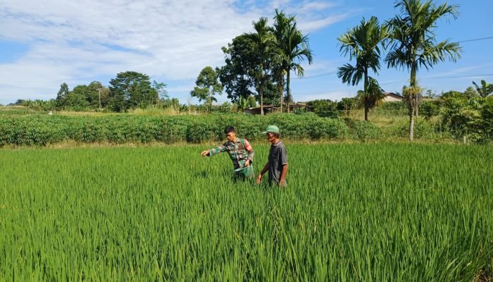 Babinsa dan Petani Kompak Rawat Sawah, Wujud Nyata Kepedulian TNI untuk Rakyat