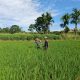 Babinsa dan Petani Kompak Rawat Sawah, Wujud Nyata Kepedulian TNI untuk Rakyat