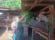 Babinsa Siantar Utara Dampingi Peternak Kambing, Dorong Usaha Warga Makin Berkembang