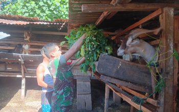 Babinsa Siantar Utara Dampingi Peternak Kambing, Dorong Usaha Warga Makin Berkembang