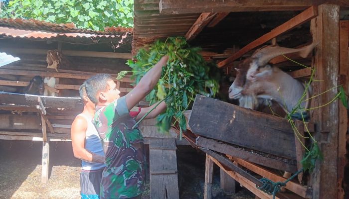 Babinsa Siantar Utara Dampingi Peternak Kambing, Dorong Usaha Warga Makin Berkembang