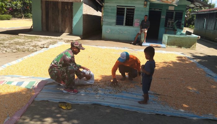 Tak Sekadar Mengayomi, Babinsa Serbelawan Ikut Bantu Warga Olah Hasil Panen Jagung