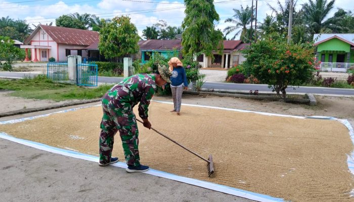 Tak Sekadar Komsos, Babinsa Tanah Jawa Turun Tangan Bantu Petani Jemur Hasil Panen