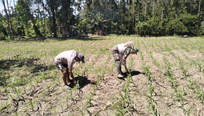 Babinsa Koramil 09/Tiga Balata Turun ke Ladang, Dukung Petani Tingkatkan Produktivitas Jagung