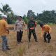 Babinsa, Bhabinkamtibmas dan PPL Bersatu di Lahan Jagung, Wujud Nyata Dukungan Ketahanan Pangan di Marihat Dolok