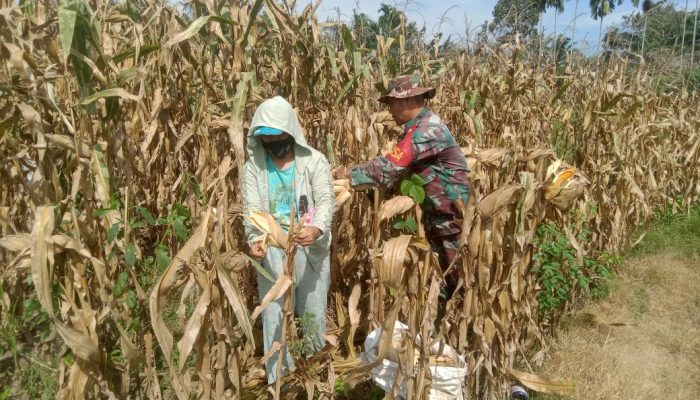 Dari Ladang untuk Negeri, Babinsa Dampingi Petani Wujudkan Ketahanan Pangan