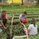 Babinsa dan Petani Satu Langkah untuk Ketahanan Pangan, Komsos Hangat di Nagori Urung Purba