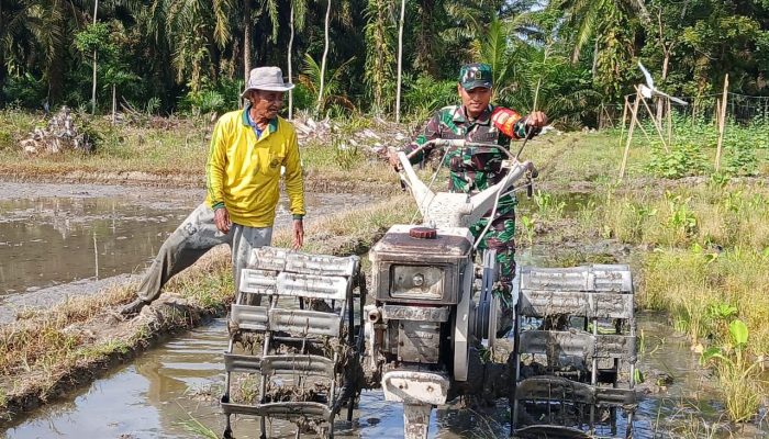 Tak Sekadar Komunikasi Sosial, Babinsa Ikut Turun Tangan Membajak Sawah Dukung Ketahanan Pangan Simalungun