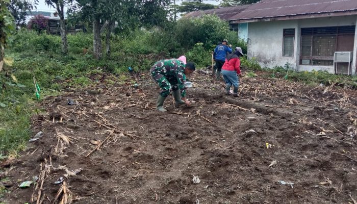 Langkah Nyata Dukung Swasembada Pangan, Babinsa Dampingi Petani Kelola Lahan Jagung
