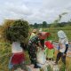 Di Tengah Hamparan Padi Menguning, Babinsa Hadir Menguatkan Semangat Petani Simalungun