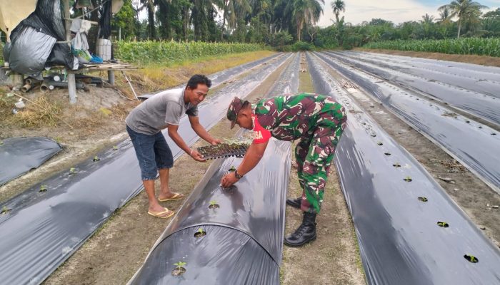 Semangat Gotong Royong di Lahan Pertanian, Babinsa dan Petani Bersama Wujudkan Panen Berkualitas