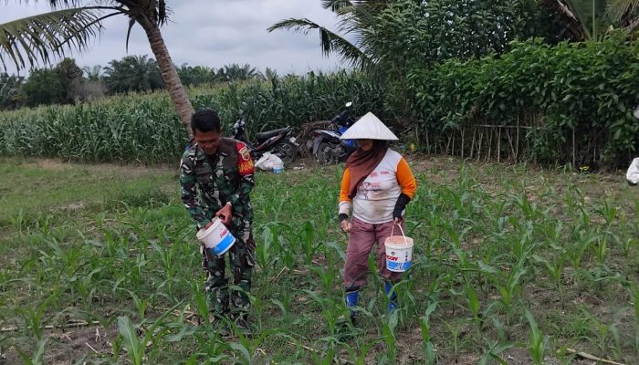 Babinsa Koramil Tanah Jawa Dampingi Petani Lakukan Pemupukan Jagung, Wujud Nyata Kepedulian TNI terhadap Ketahanan Pangan
