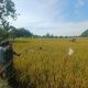 Jaga Bulir Padi Tetap Utuh, Babinsa 09/Tiga Balata Turun ke Sawah Dampingi Petani Usir Burung Pengganggu