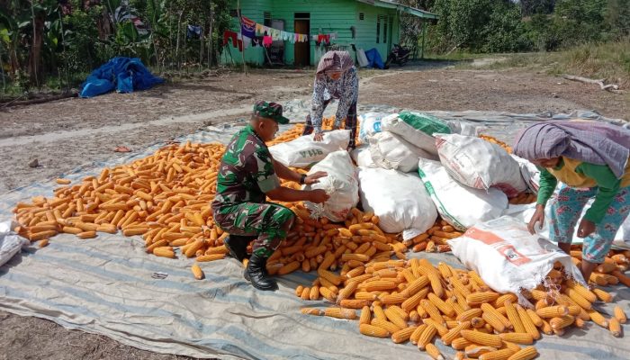 Komsos Humanis, Babinsa Koramil 13/Purba Hadir Dampingi Warga Jemur Jagung