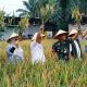 Bulog Perkuat Serapan Gabah di Simalungun, TNI Dampingi Monitoring dan Panen Bersama Demi Ketahanan Pangan Nasional