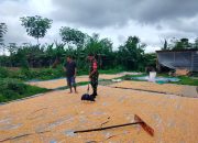 Perkuat Ketahanan Pangan Nasional, Babinsa Koramil Raya Bantu Petani Jemur Jagung
