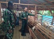 Pendampingan Babinsa Buka Peluang Peningkatan Hasil Ternak Domba bagi Masyarakat Simalungun