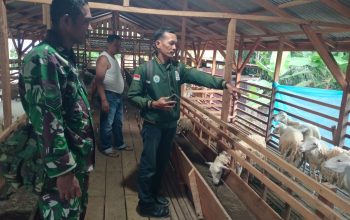 Pendampingan Babinsa Buka Peluang Peningkatan Hasil Ternak Domba bagi Masyarakat Simalungun
