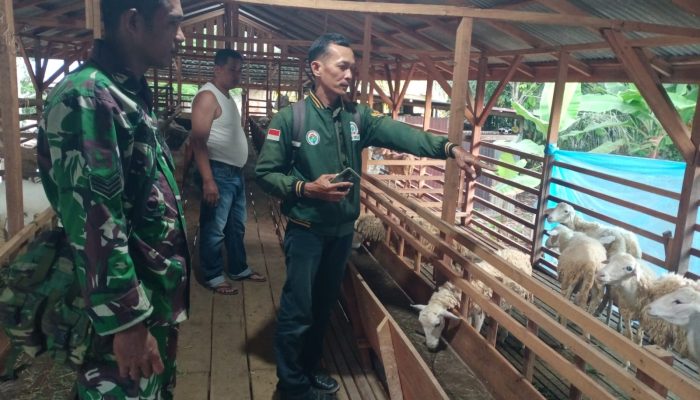Pendampingan Babinsa Buka Peluang Peningkatan Hasil Ternak Domba bagi Masyarakat Simalungun