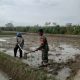 Cegah Gagal Tanam, Babinsa Koramil Tanah Jawa Turun Langsung Bersihkan Sawah Petani