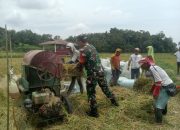 Dari Sawah untuk Ketahanan Pangan, Babinsa Koramil 03/Siantar Selatan Dampingi Panen Poktan Harapan