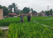 Dari Sawah untuk Ketahanan Pangan, Babinsa Tanah Jawa Bantu Petani Jaga Tanaman Padi