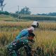 Babinsa dan Petani Bersama di Sawah, Panen Gabah Jadi Langkah Nyata Jaga Ketahanan Pangan