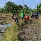 Buru Hama Tikus, Babinsa dan Petani Simalungun Perkuat Ketahanan Pangan Jelang Musim Tanam