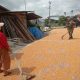 Jaga Semangat Petani, Babinsa Koramil 13/Purba Sambangi Petani Jagung di Urung Pane